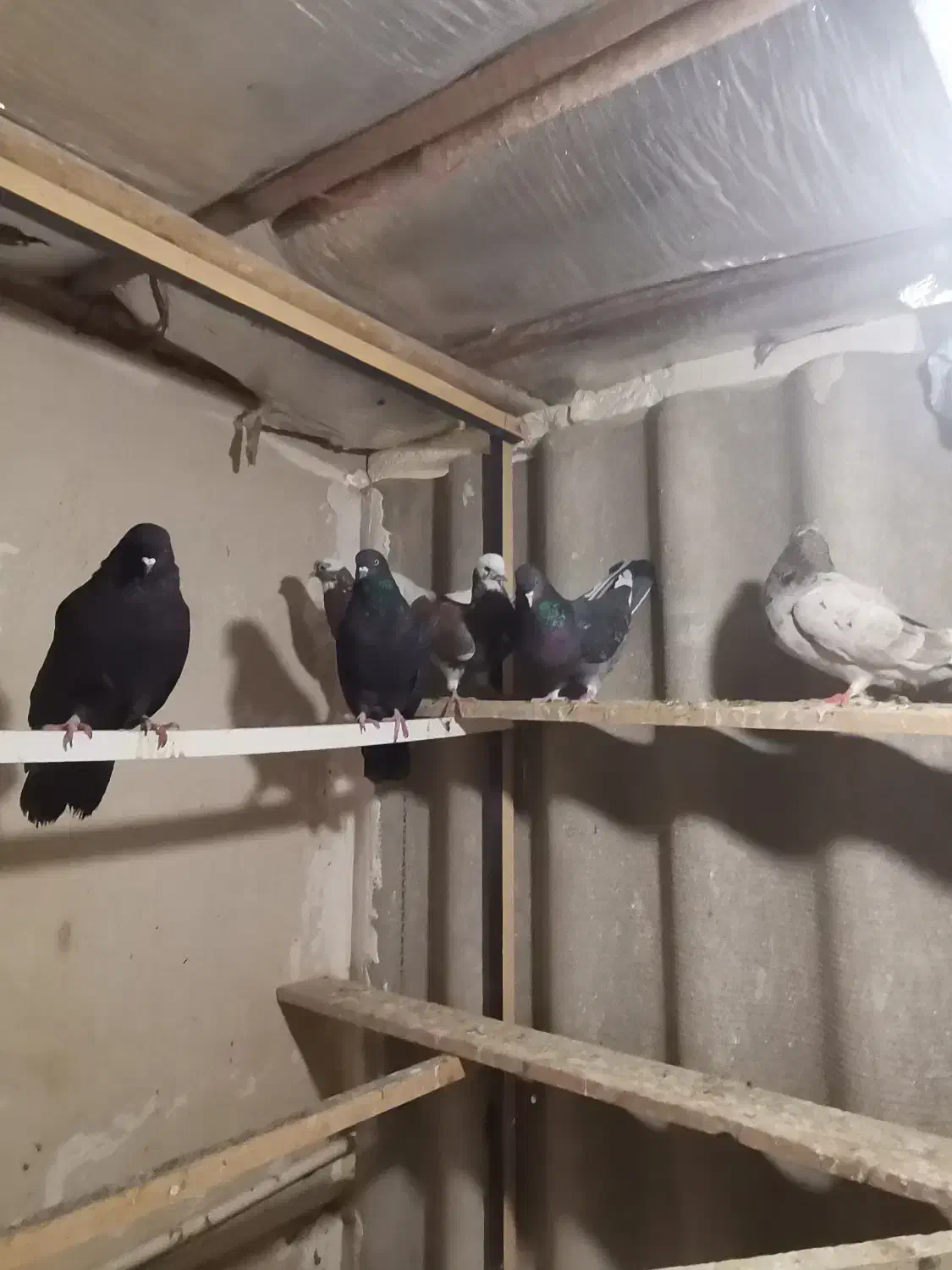 کبوتر|پرنده|هشتگرد, شهرک راه آهن|دیوار