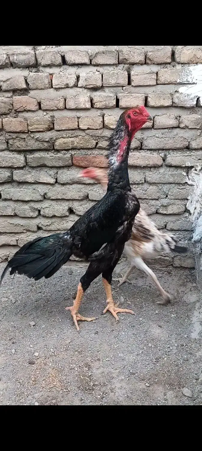 تخم اوشاموخالص|حیوانات مزرعه|قائمشهر, |دیوار