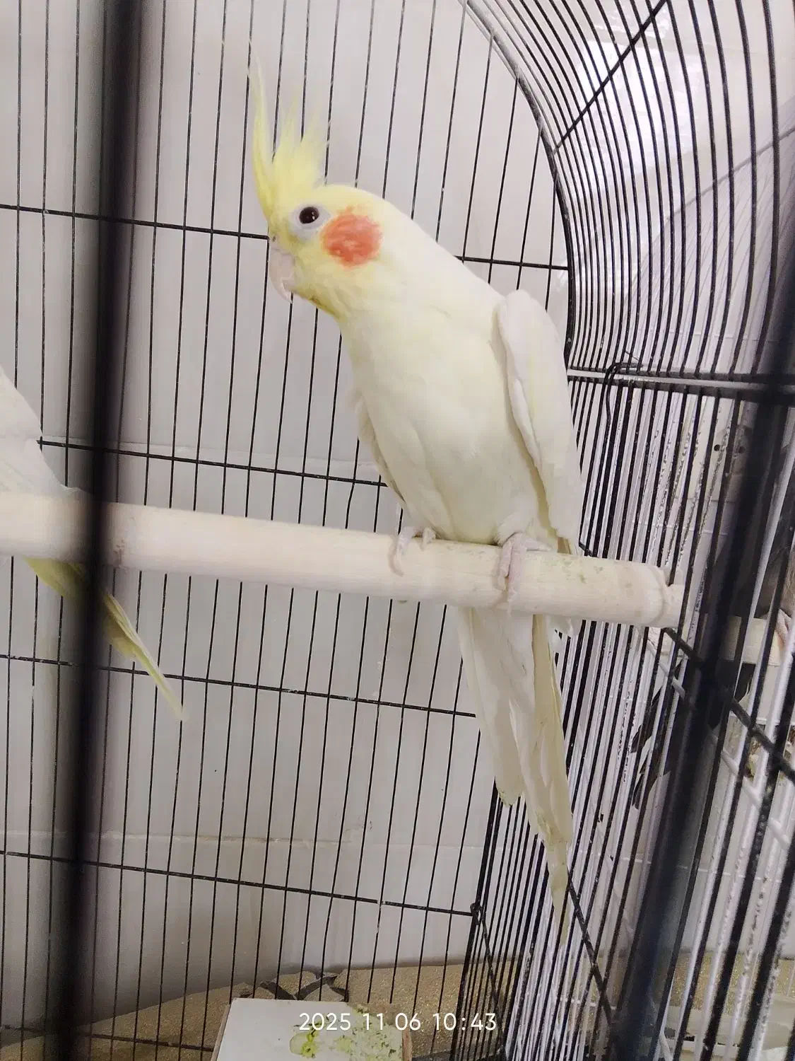 چهار عدد عروس هلندی خوب|پرنده|زارچ, |دیوار