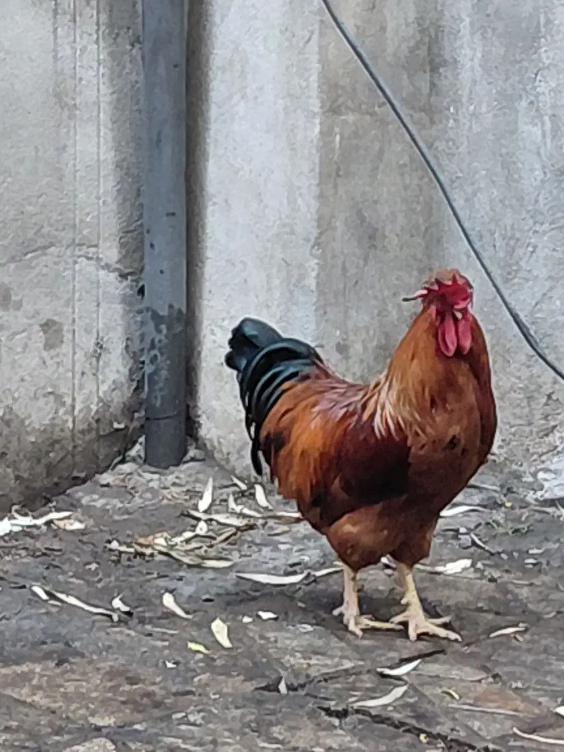 مرغ و خروس محلی رسمی جوان۶ماهه شهرری|حیوانات مزرعه|ری, دیلمان|دیوار