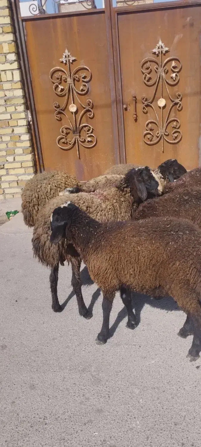میش و قوچ و بره نر و ماده و بز|حیوانات مزرعه|قزوین, |دیوار