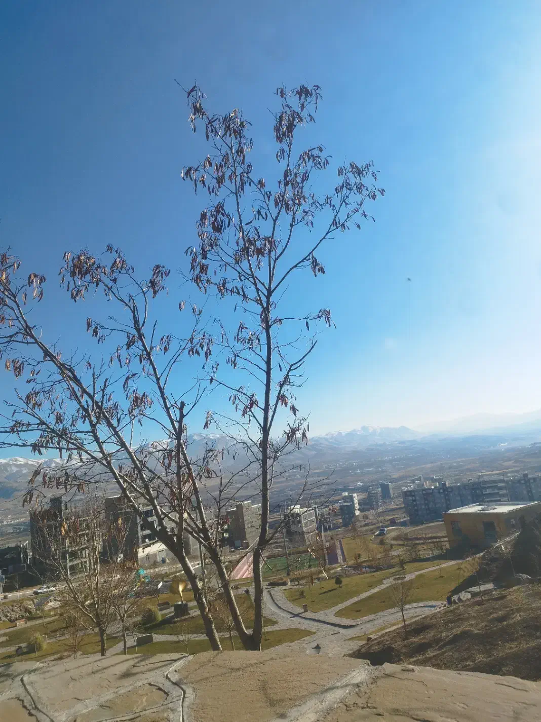 یک نهال درخت|گل و گیاه طبیعی|دیواندره, |دیوار