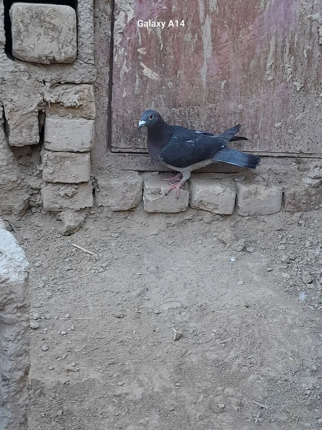 کبوتر چاپی|پرنده|هامون, |دیوار