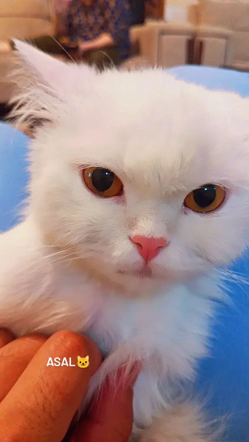 گربه پرشین|گربه|رفسنجان, |دیوار