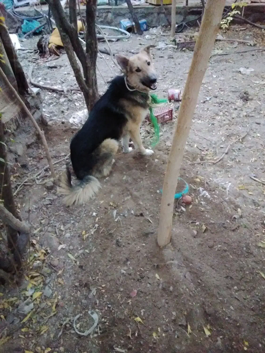 سگ ژرمن|سگ|درمیان, |دیوار