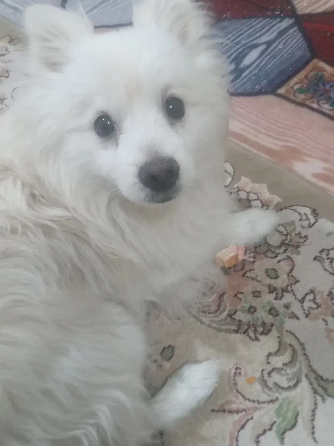 سگ پامر روباهی|سگ|بهارستان, |دیوار