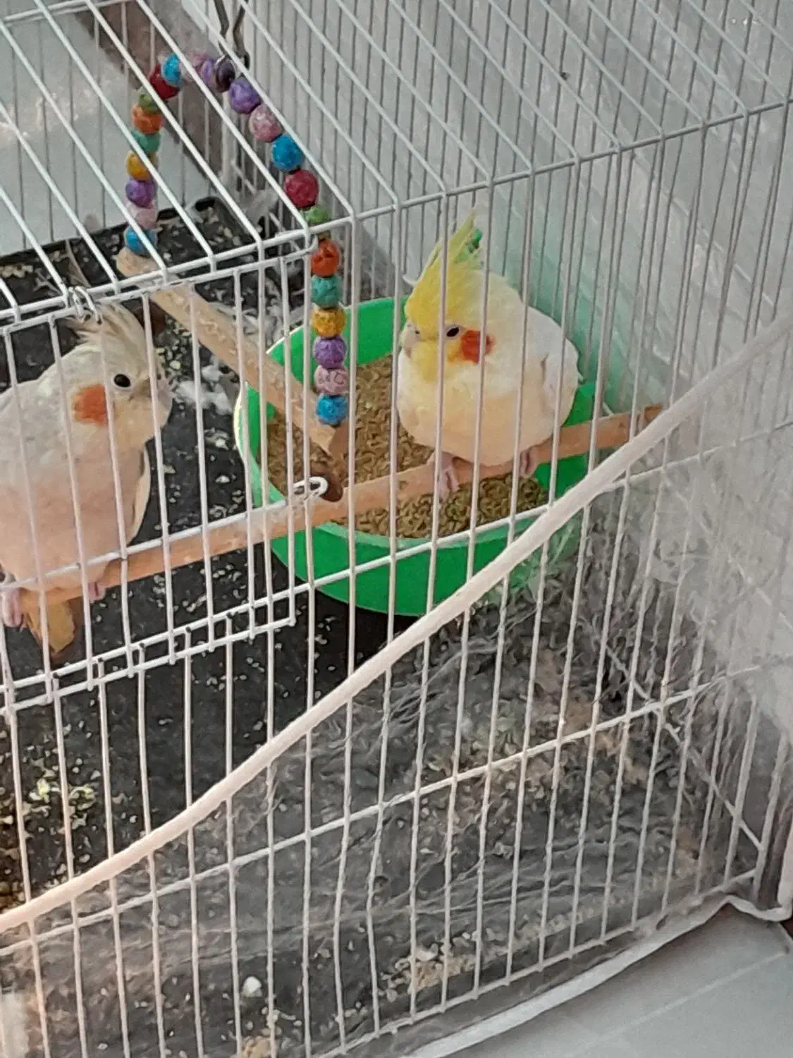 عروس هلندی معاوضه با عروس هلندی یا کوتوله دستی|پرنده|مشهد, ویلاشهر|دیوار