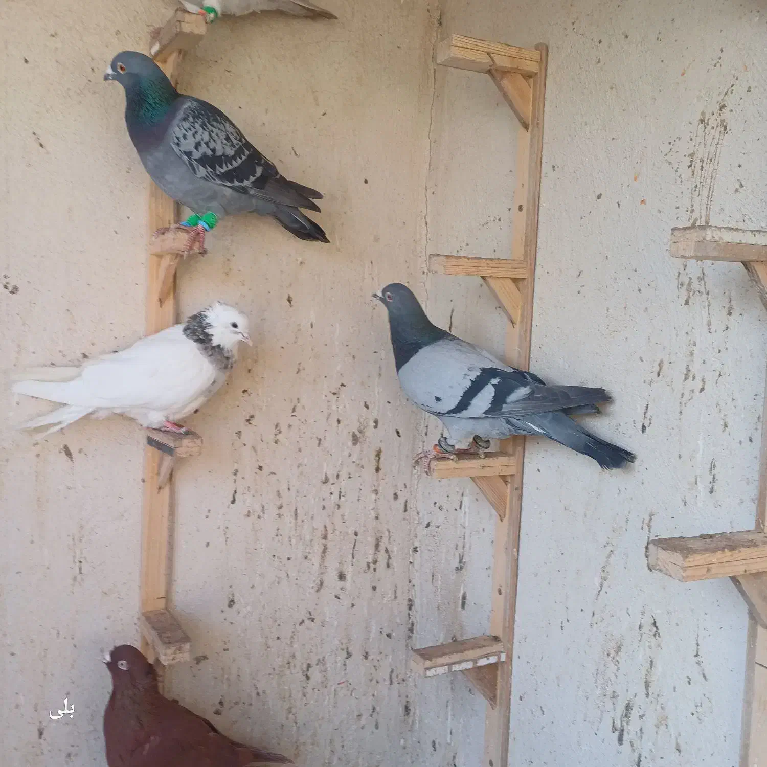 ۸تا صید قلدر|پرنده|مشهد, موسوی قوچانی|دیوار