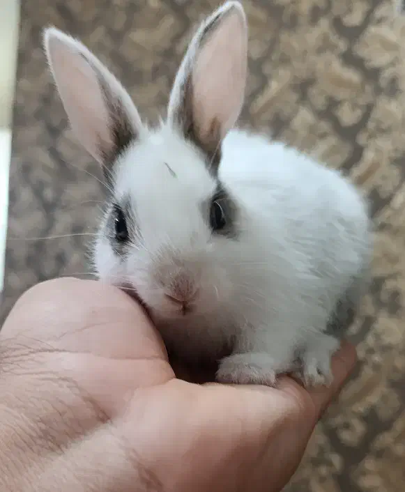 بچه خرگوش|موش و خرگوش|یزد, |دیوار