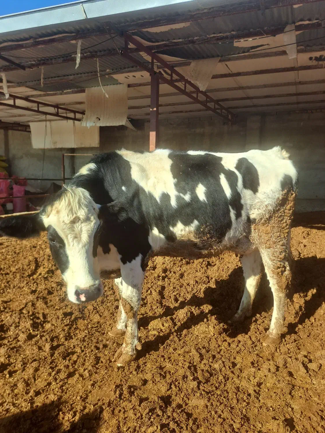 گاو|حیوانات مزرعه|شیروان (خراسان), |دیوار