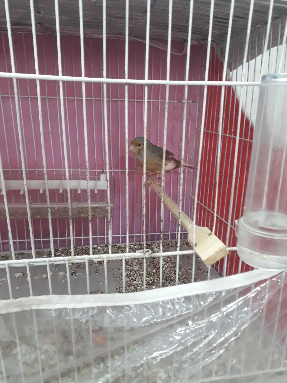 قناری نر و ماده|پرنده|نیشابور, منظر|دیوار