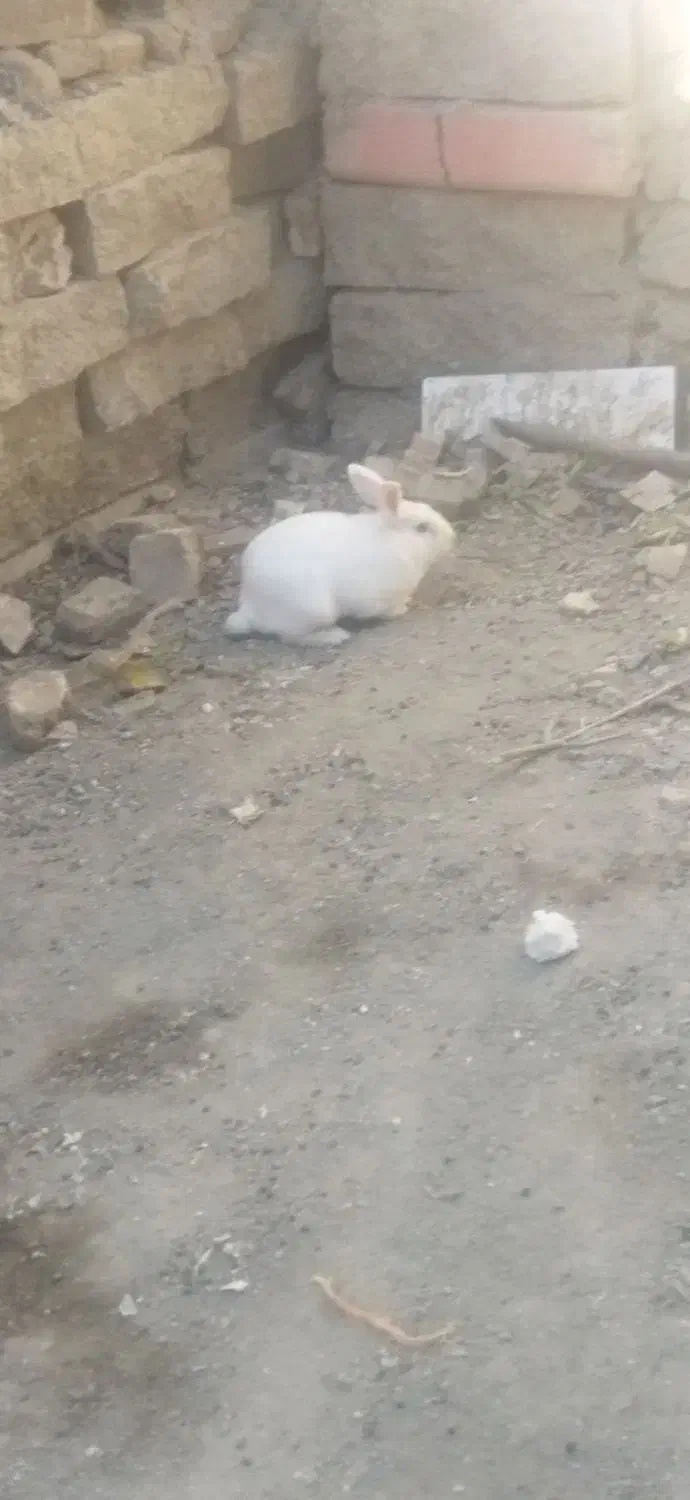 2 عدد خرگوش|موش و خرگوش|سنندج, |دیوار