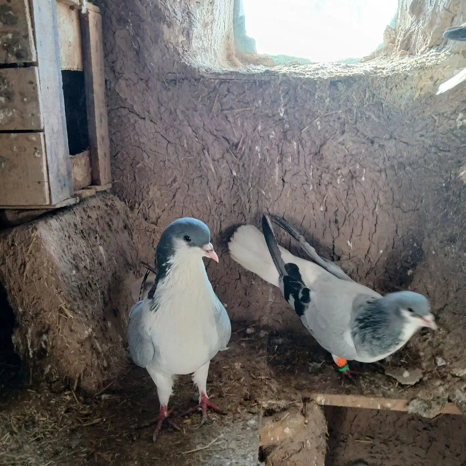 کبوتررنگی فروشی|پرنده|دشتابی, |دیوار