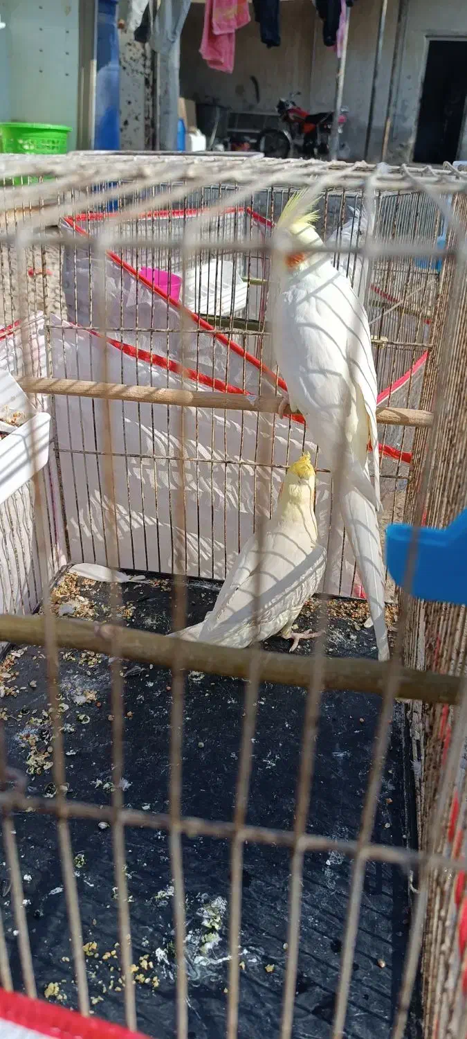 جفت عروس هلندی|پرنده|هندیجان, |دیوار