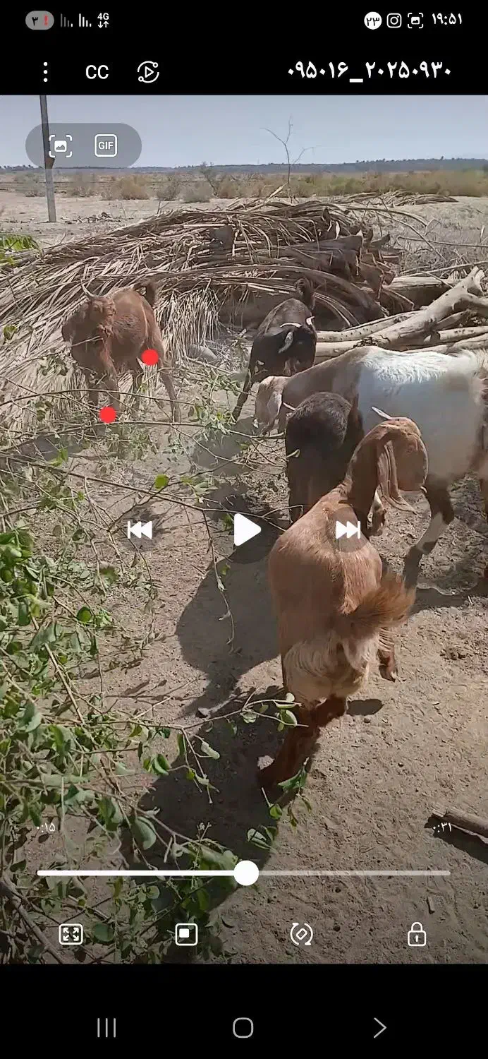 کهر‌ه‌فروشی۵‌عدد..‌۱۴‌کیلو‌گوشت‌دارن‌برداشتی‌خوبن|حیوانات مزرعه|بلوک, |دیوار