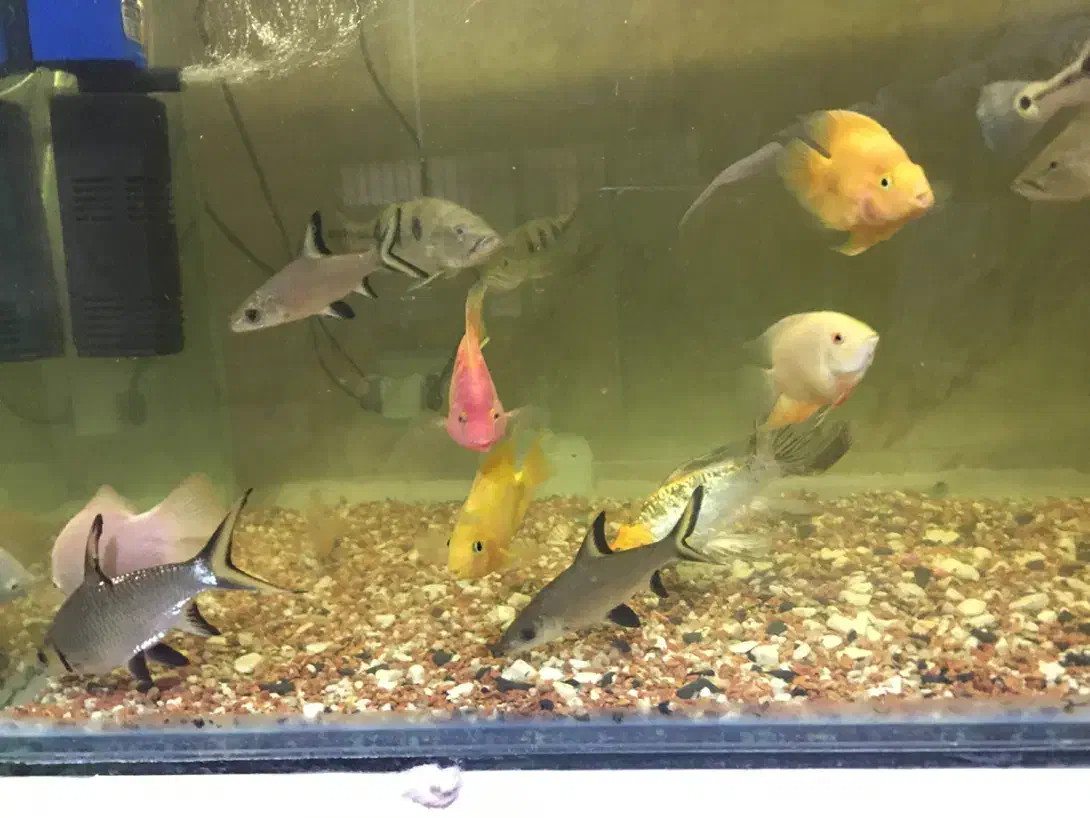 پیکاک -اسفرناموس -کوی پوست چرم|ماهی|اردبیل, |دیوار