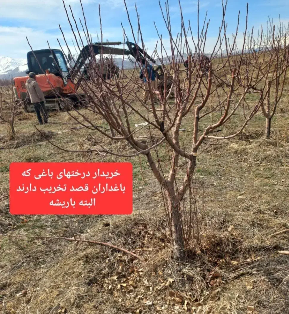 خریدار درخت وانگور باغی|خدمات باغبانی و درختکاری|تاکستان, |دیوار