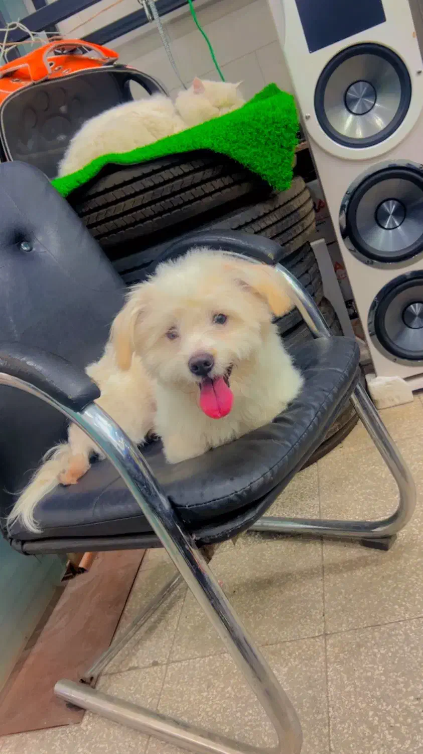 سگ مالتیز کراس عروسکی|سگ|فردوس (خراسان), |دیوار