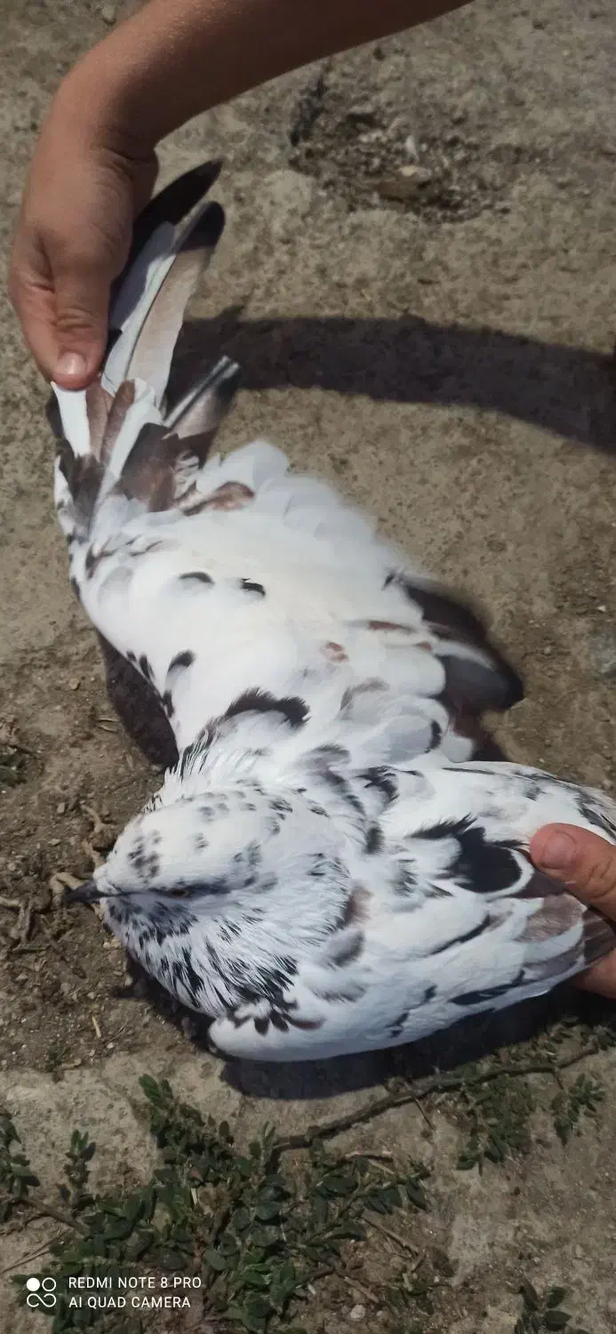 کبوتر|پرنده|آق قلا, |دیوار