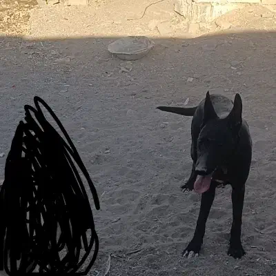 سگ اصیل نگهبانی(میکس گریدین و دوبرمن)|سگ|سیرجان, |دیوار