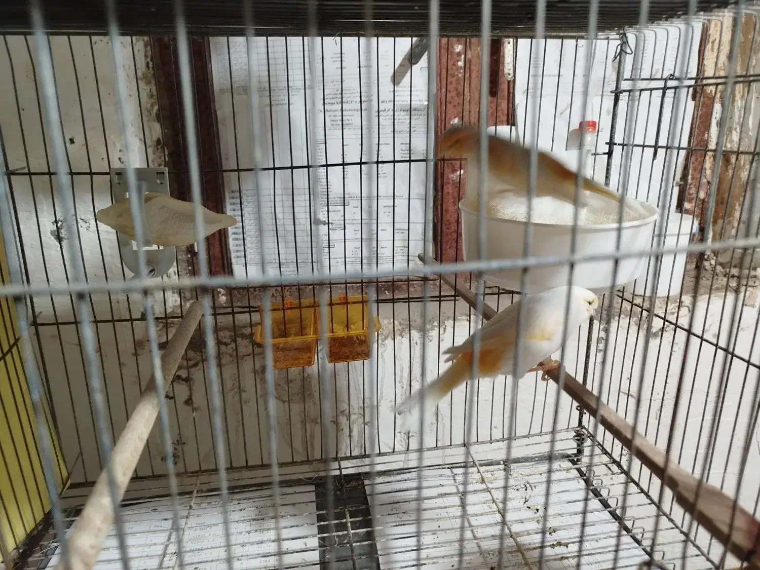 چند جفت قناری اماده|پرنده|میناب, |دیوار