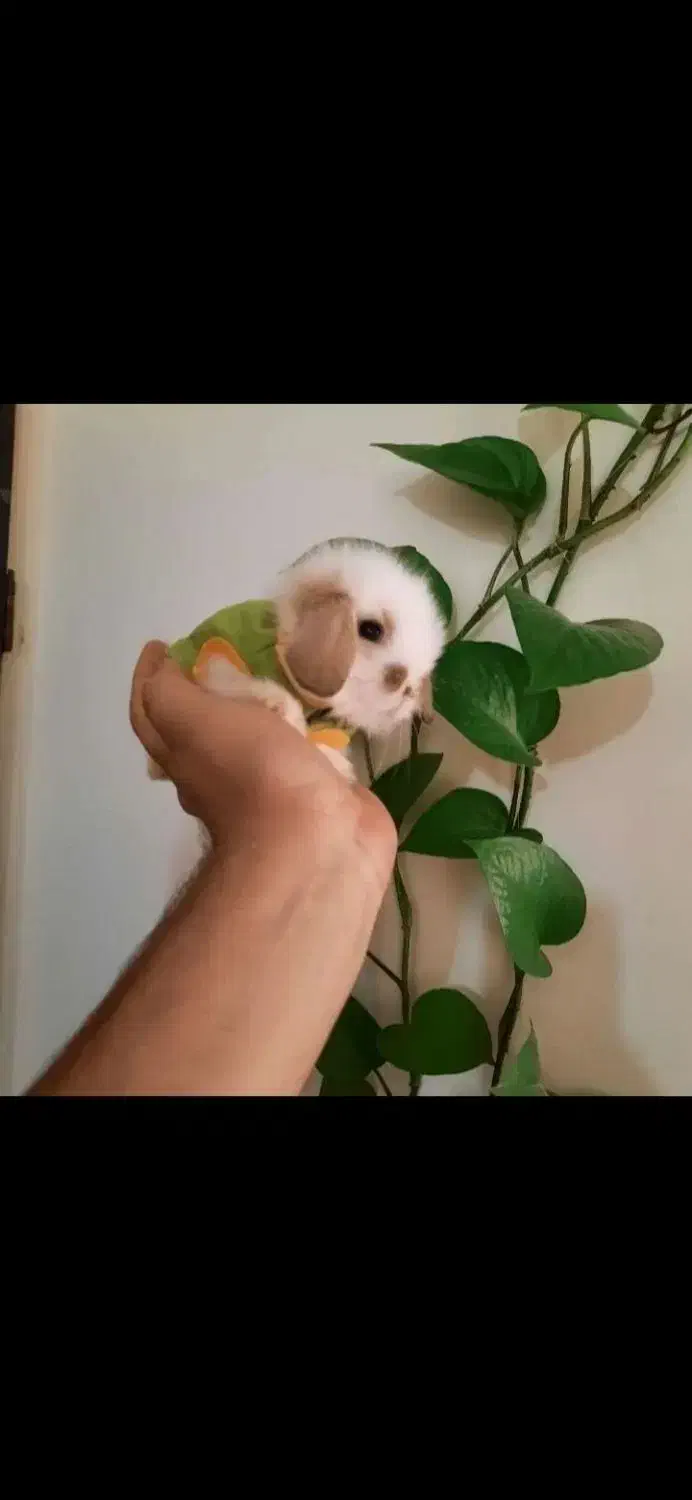 خرگوش لوپ مینیاتوری تعداد و تک|موش و خرگوش|تهران, آرژانتین|دیوار