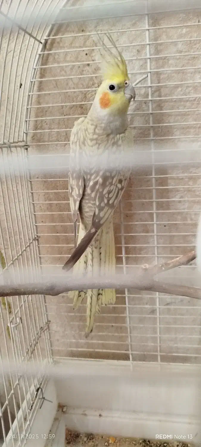 عروس هلندی|پرنده|یزد, |دیوار