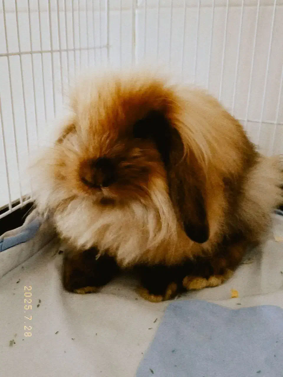 خرگوش لوپ + قفس|موش و خرگوش|دورود, |دیوار