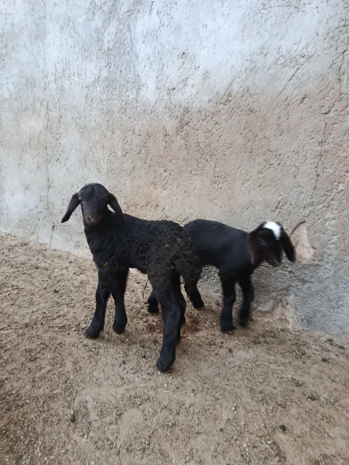 بره شیری گوسفند|حیوانات مزرعه|شیرین‌سو, |دیوار