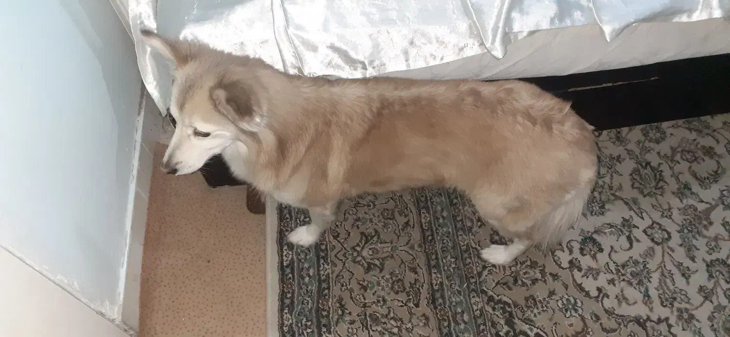 واگزاری سگ رایگان|سگ|کرج, گلشهر|دیوار