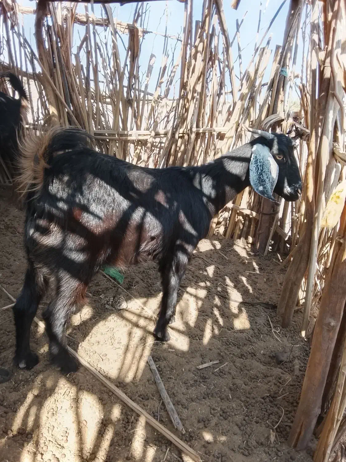 دوتاگوسفند در دلگان|حیوانات مزرعه|ایرانشهر, |دیوار