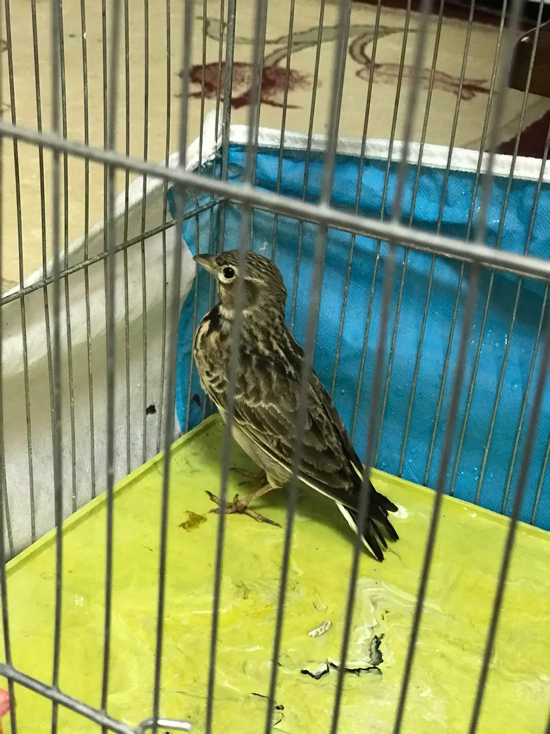 سهره خاکی یا طوقه|پرنده|خوی, |دیوار