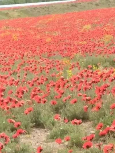 وام  آلیام|خدمات مالی، حسابداری، بیمه|اردبیل, |دیوار