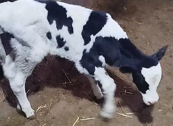 گوساله نر|حیوانات مزرعه|سبزوار, قصبه شرقی|دیوار