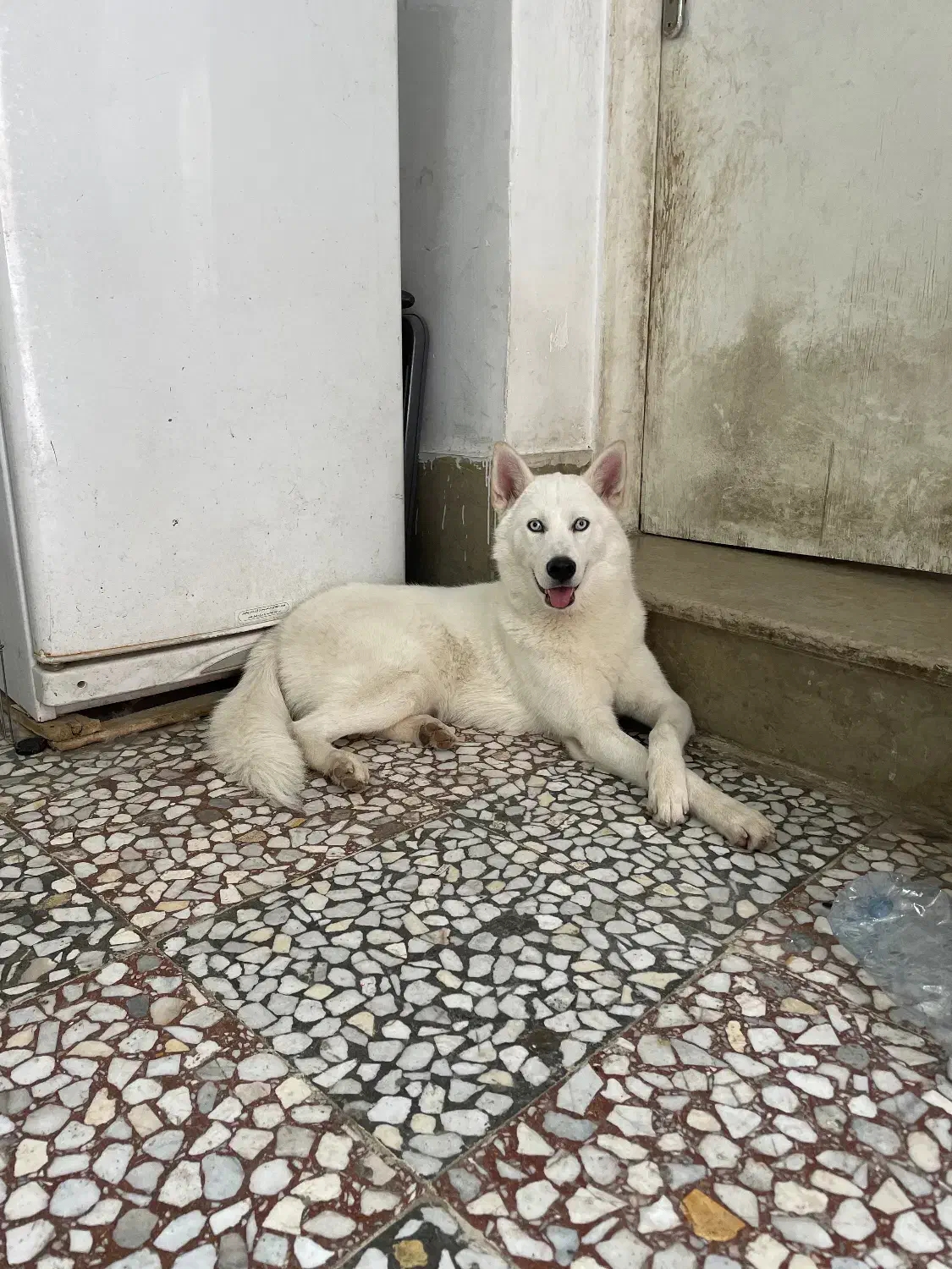 سگ هاسکی سیبرین اصیل چشم آبی|سگ|شیراز, گویم|دیوار