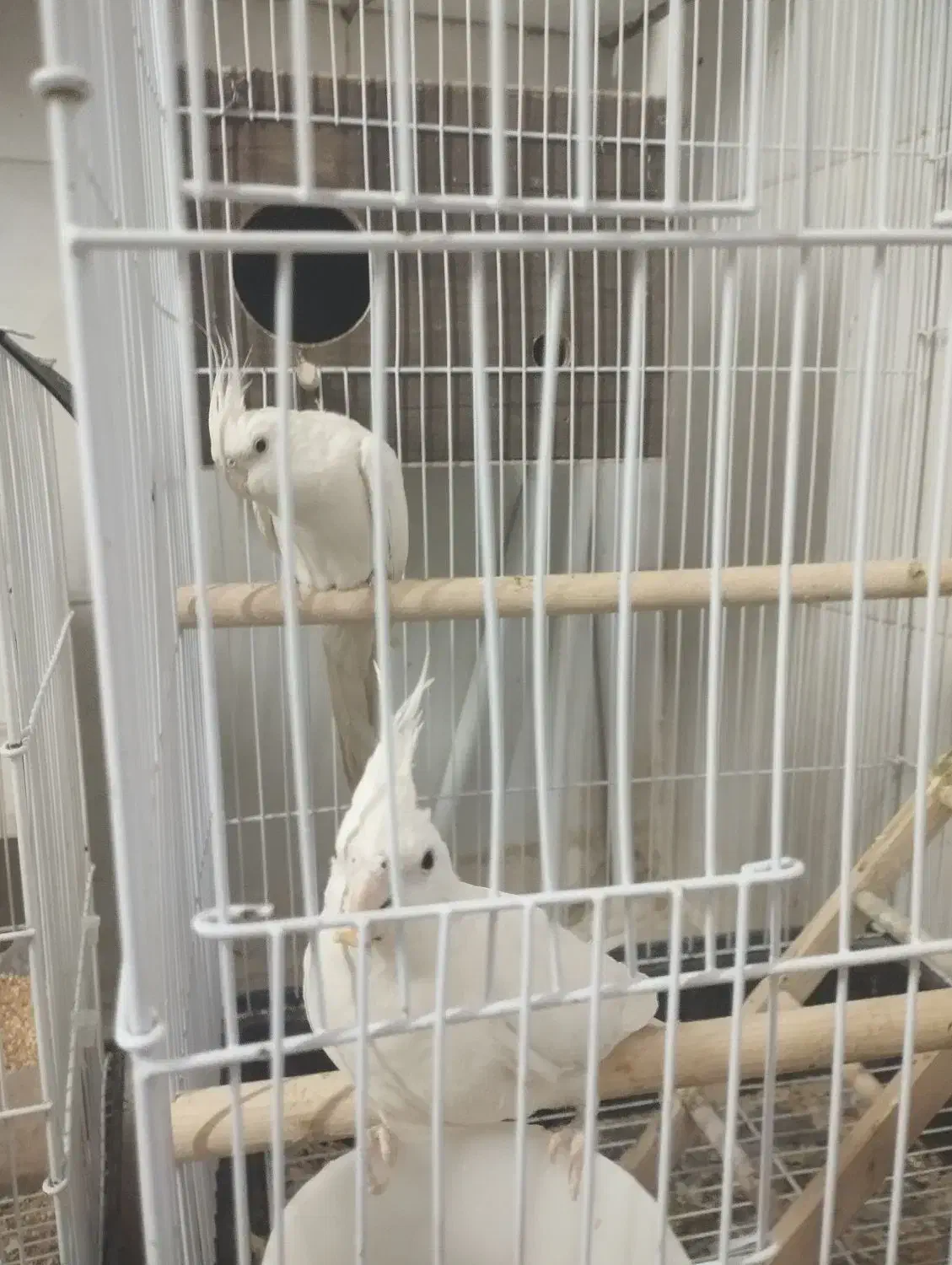 طوطی و مرغ مینا|پرنده|تاکستان, |دیوار