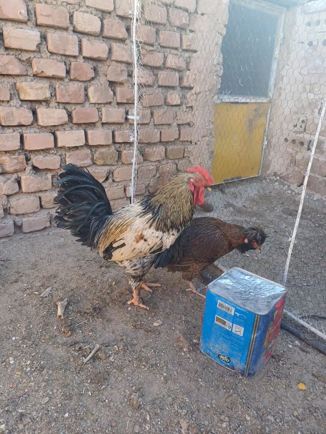 مرغ وخروس.|حیوانات مزرعه|فردوس (خراسان), |دیوار