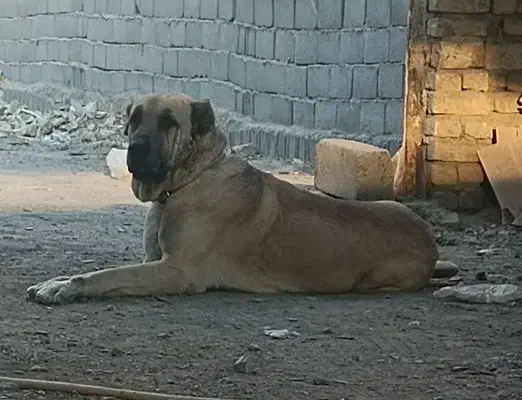 سگ گله|سگ|مشهد, توس (بلوار توس)|دیوار