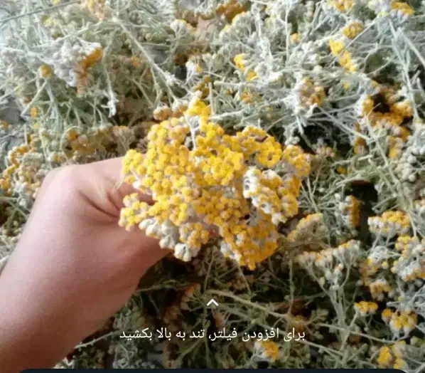 طب گیاه|آرایشی، بهداشتی، درمانی|رامشیر, |دیوار