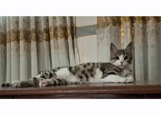 گربه واگذاری|گربه|زاهدان, |دیوار