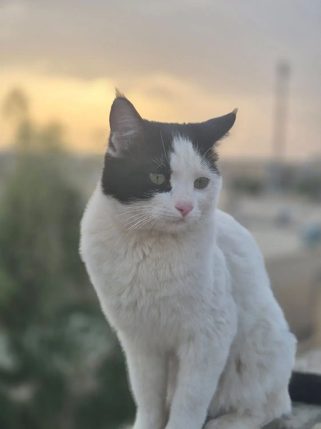 گمشده|گربه|یزد, |دیوار