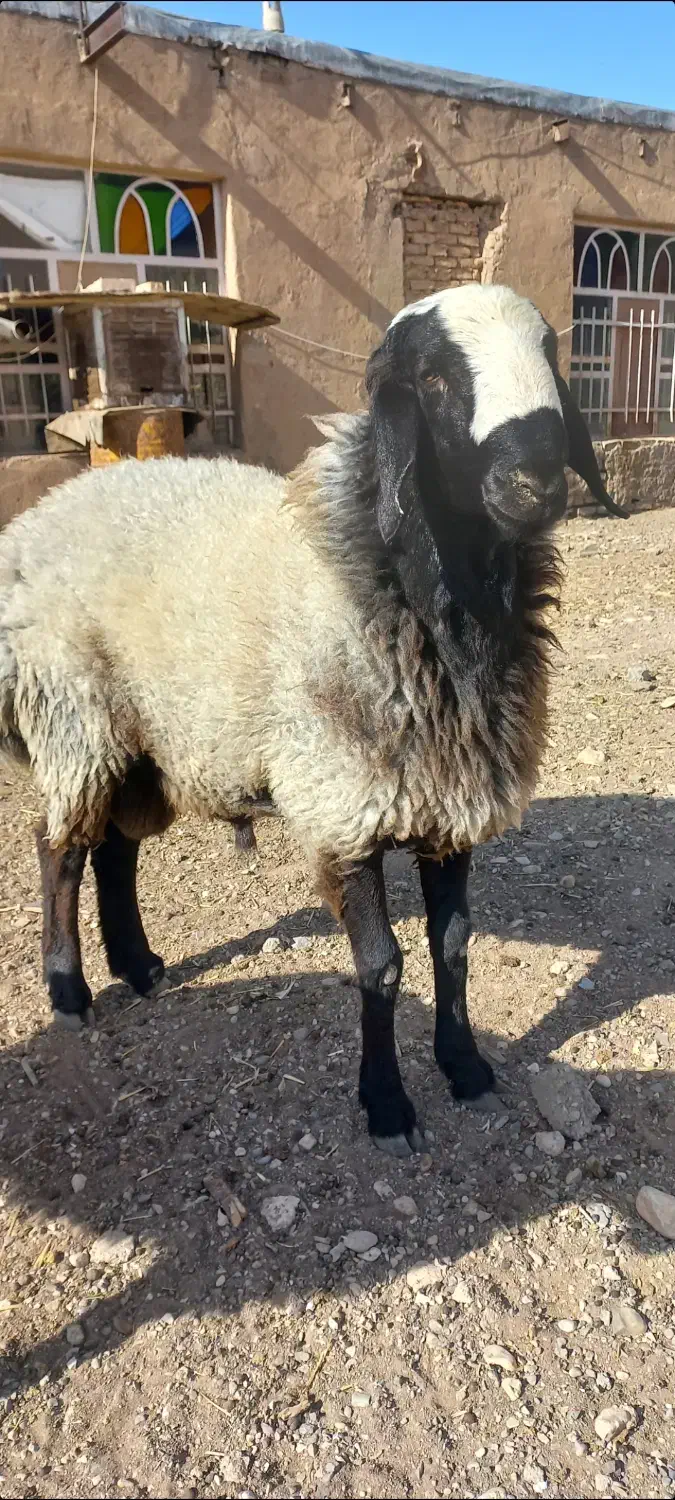بره قوچی بسیار زیبا|حیوانات مزرعه|تاکستان, |دیوار