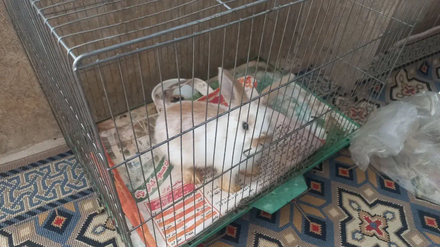 خرگوش|موش و خرگوش|رفسنجان, |دیوار