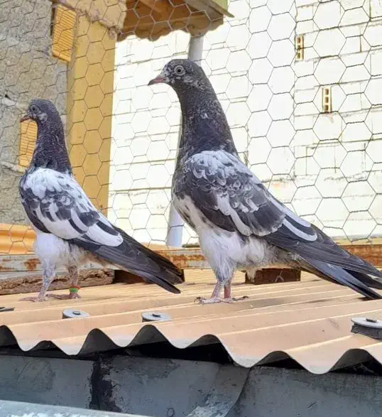 کبوتر یک جفت جوجه تیدی رشت|پرنده|رشت, خرسندی|دیوار