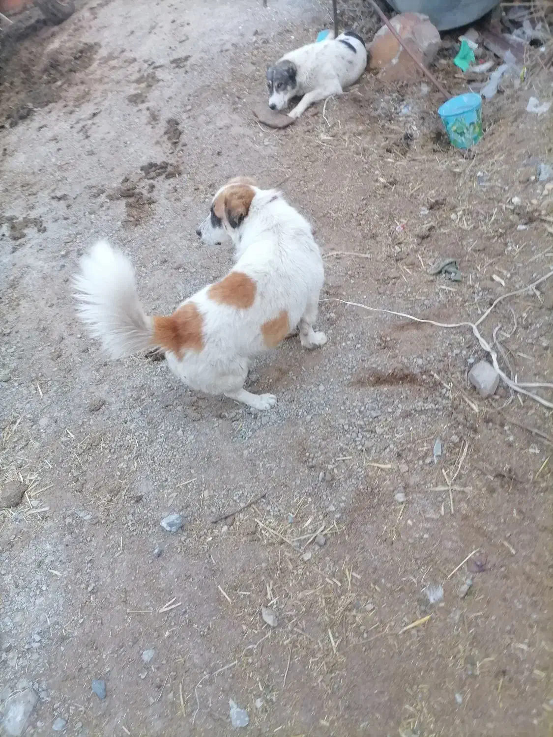 سگ پاکوتاه نرمفت|سگ|بیرجند, |دیوار