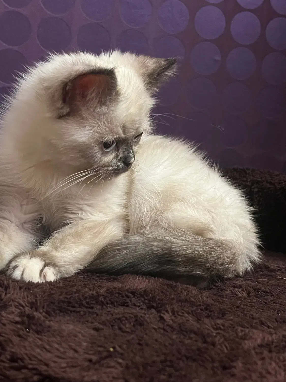 گربه ی سیامی|گربه|کرمانشاه, |دیوار