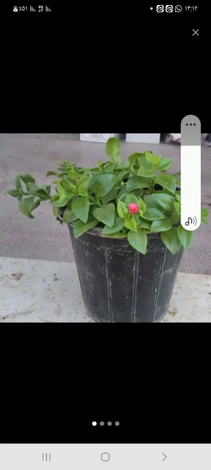 قلمه گل یخ|گل و گیاه طبیعی|میبد, |دیوار