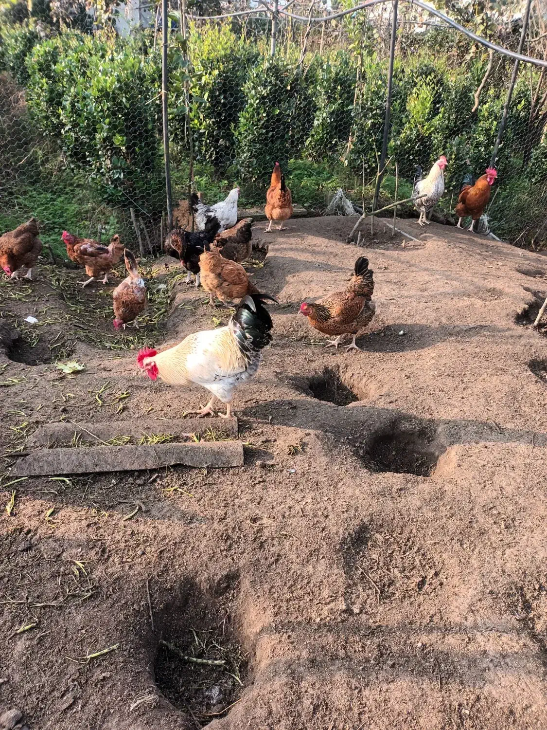 خروسهای محلی در رنگهای متفاوت|حیوانات مزرعه|کلاچای, |دیوار