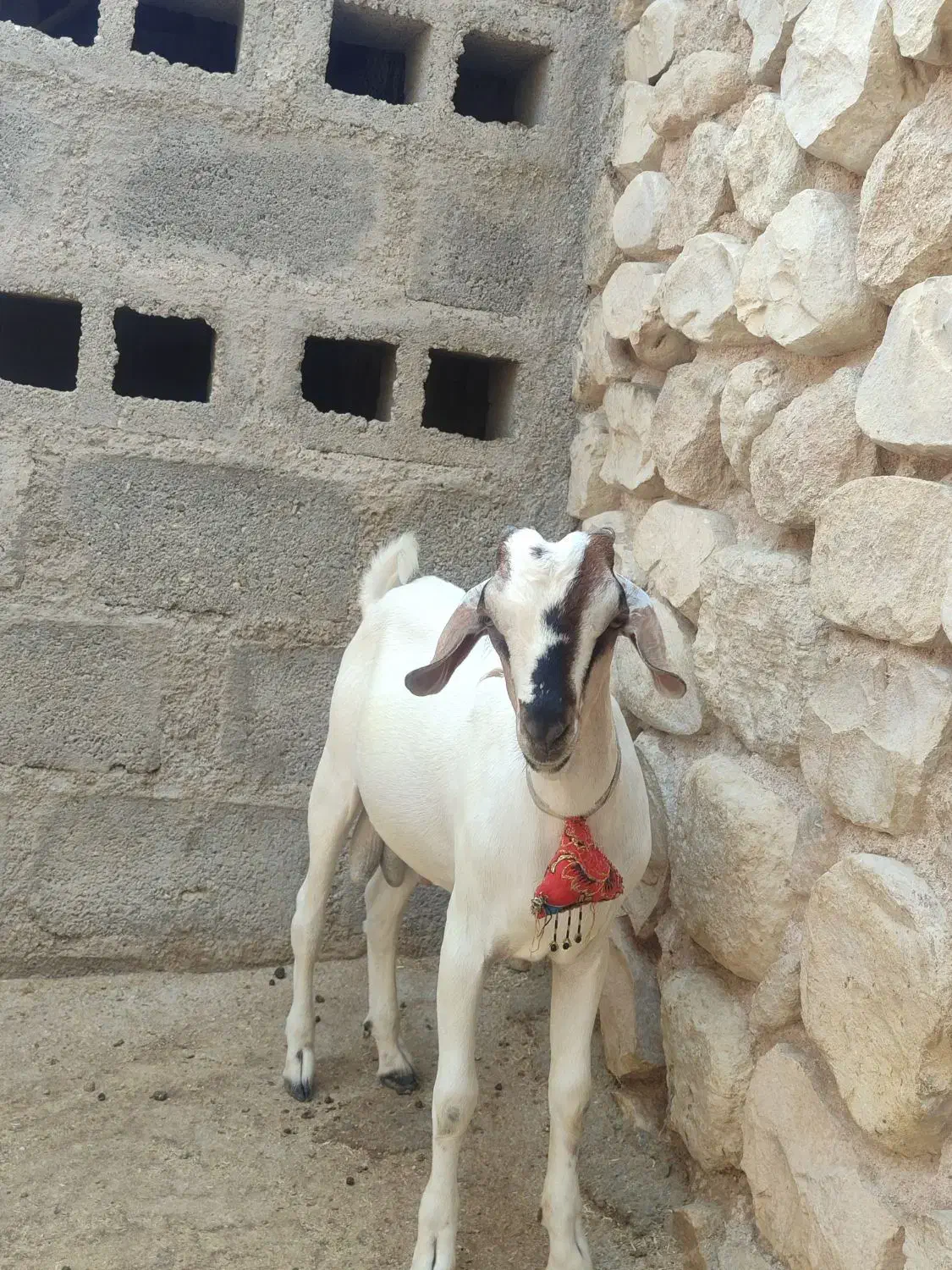 دوتا کهره سومالی|حیوانات مزرعه|مهر, |دیوار