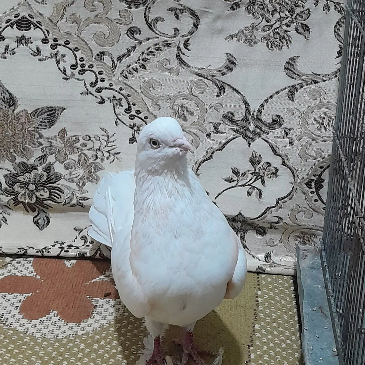 تهرانی چش نوک سفید|پرنده|شهرکرد, |دیوار